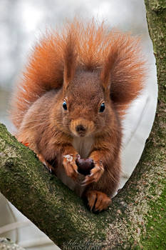 This is my chestnut, you'll not steal my food!