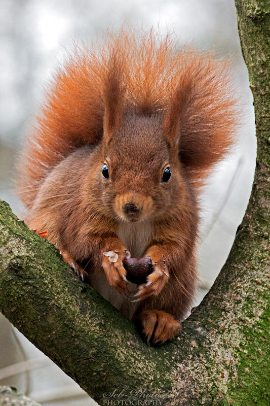 This is my chestnut, you'll not steal my food! by Seb-Photos