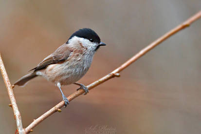 Marsh tit!