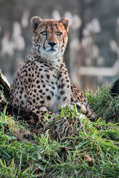 Handsome cheetah!