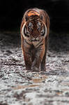 Dirty boy! by Seb-Photos