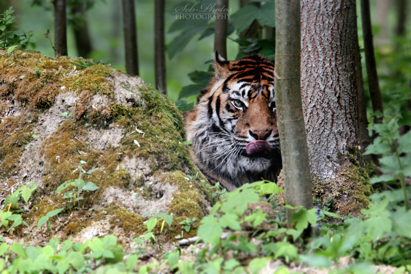 Shhh... I'm not here, I'm a rock!