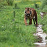 In the meadow!