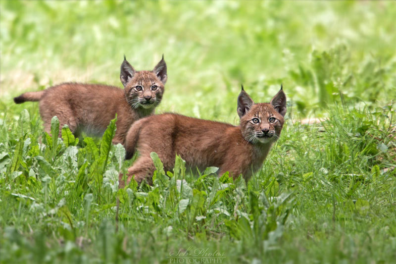 Siblings by Seb-Photos