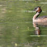 Great crested grebe!