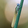 Damselfly