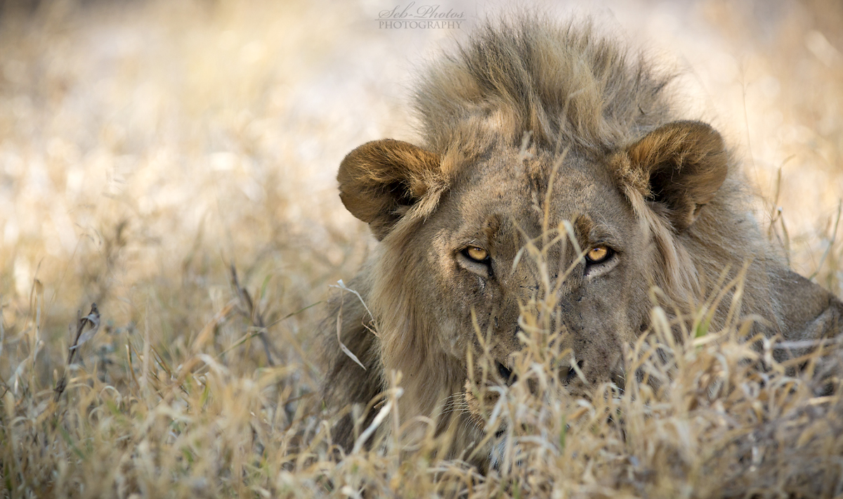 Botswana 2015 - Lurking in Kalahari...