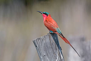 Botswana 2015 - Burst of colors