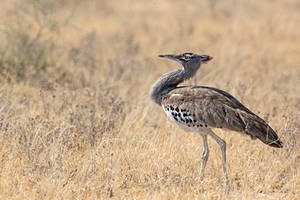 Botswana 2015 - Kori bustard