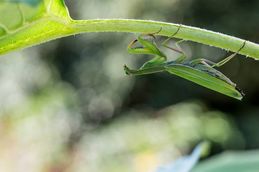 Upside down Praying Mantis