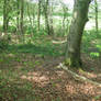 Lush Woodland X