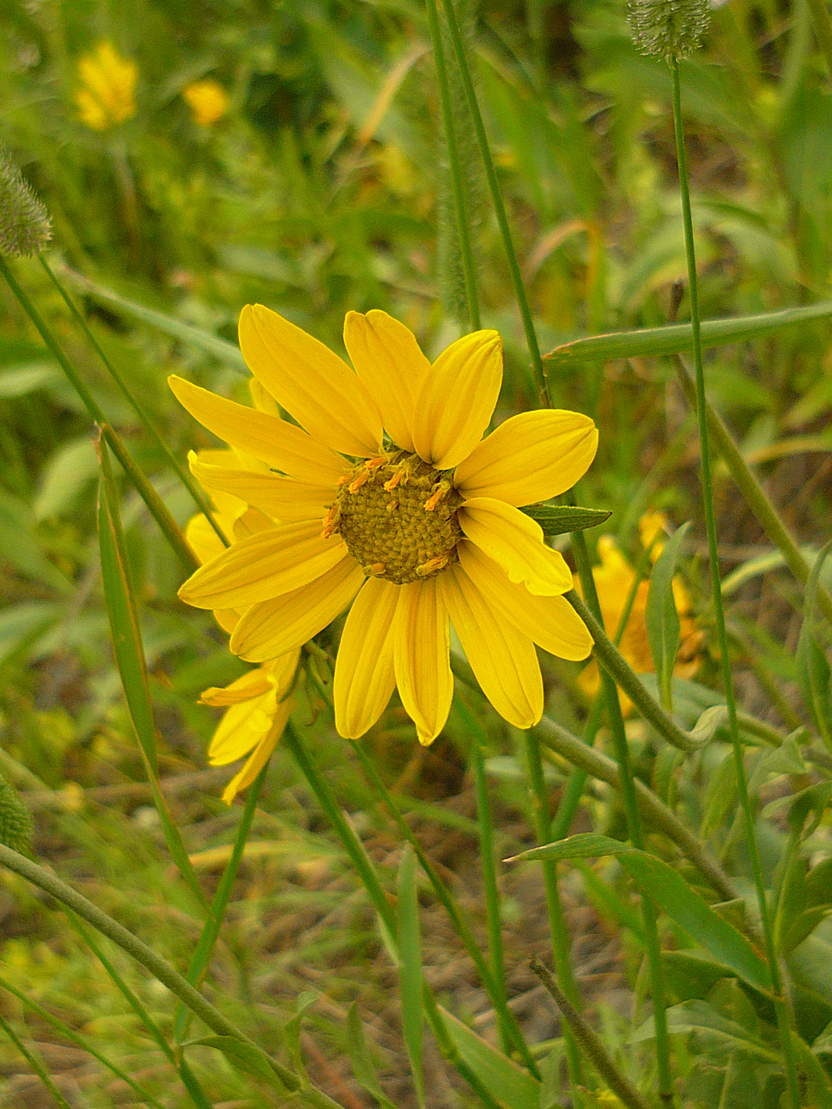 Large Yellow Flower 01