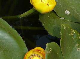 Lily Pad Flower 01