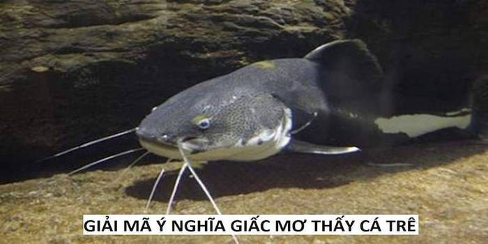 Mơ Thấy Cá Trê: Giải Mã Giấc Mơ Đầy Bất Ngờ Và Ý Nghĩa