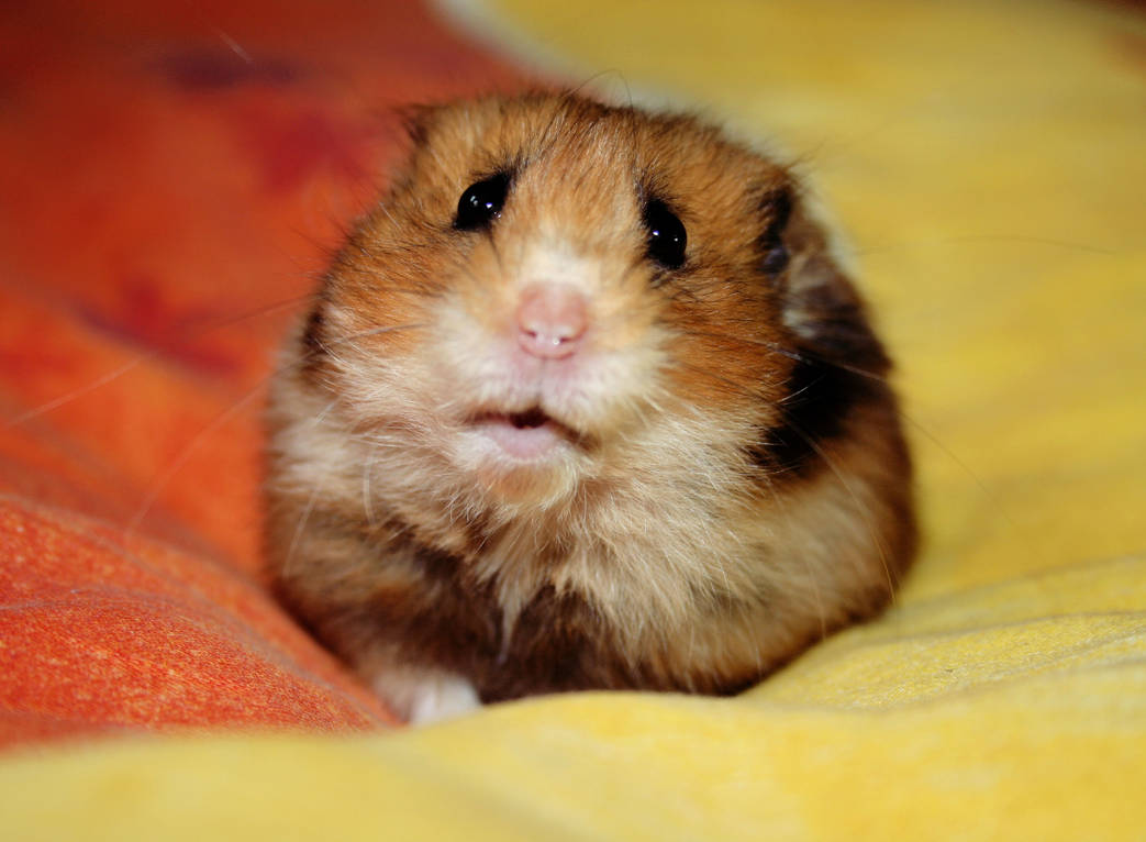 Sad hamster violin hamster. Хомяк. Грустный хомяк. Грустный хомячок. Обиженный хомячок.