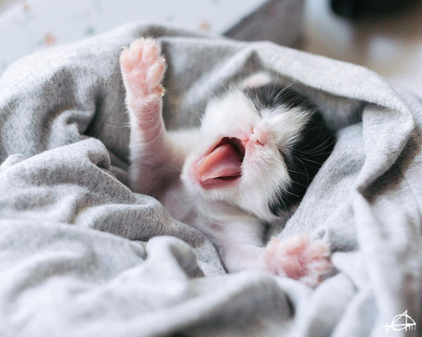 Тепло лапкам. Спящие котята. Котик зевает. Котик проснулся. Котенок под одеялом.