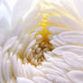 chrysanthemum