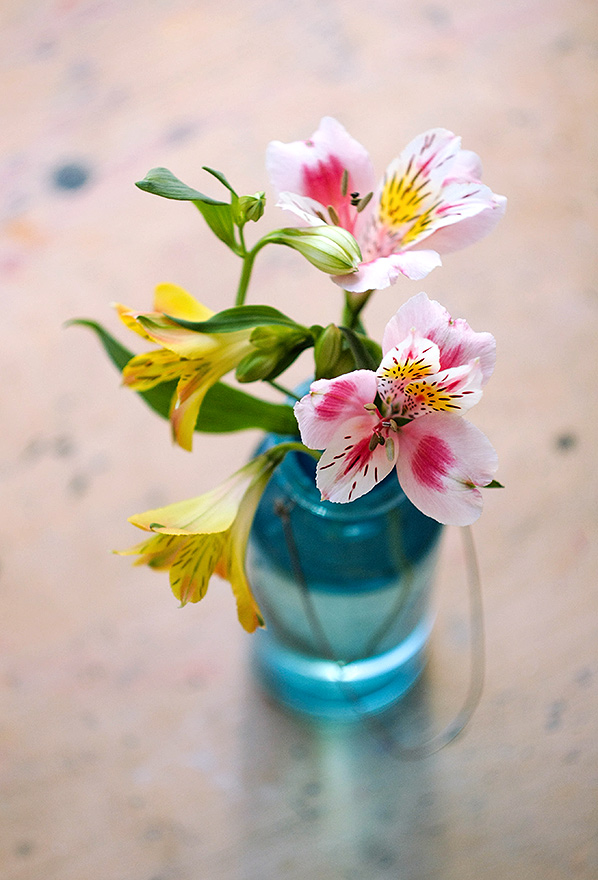 alstroemeria