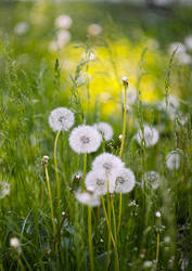 dandelions