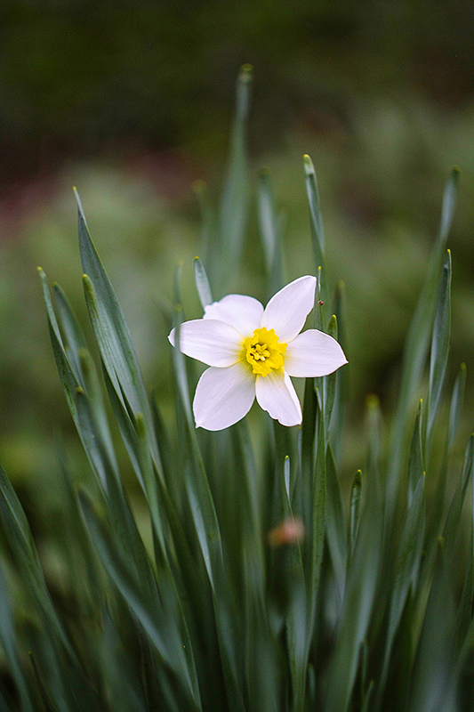 narcissus