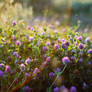 clover