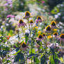 echinacea