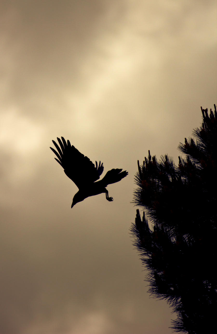 The Crow