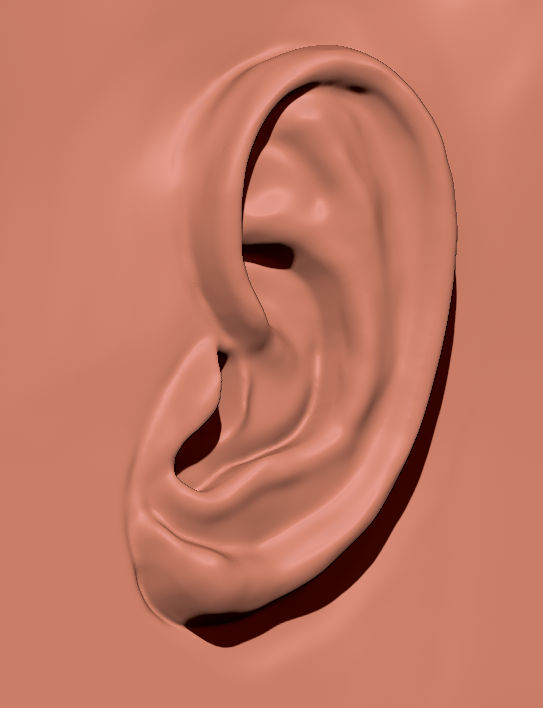 Ear 3D model by Cri-xz on DeviantArt