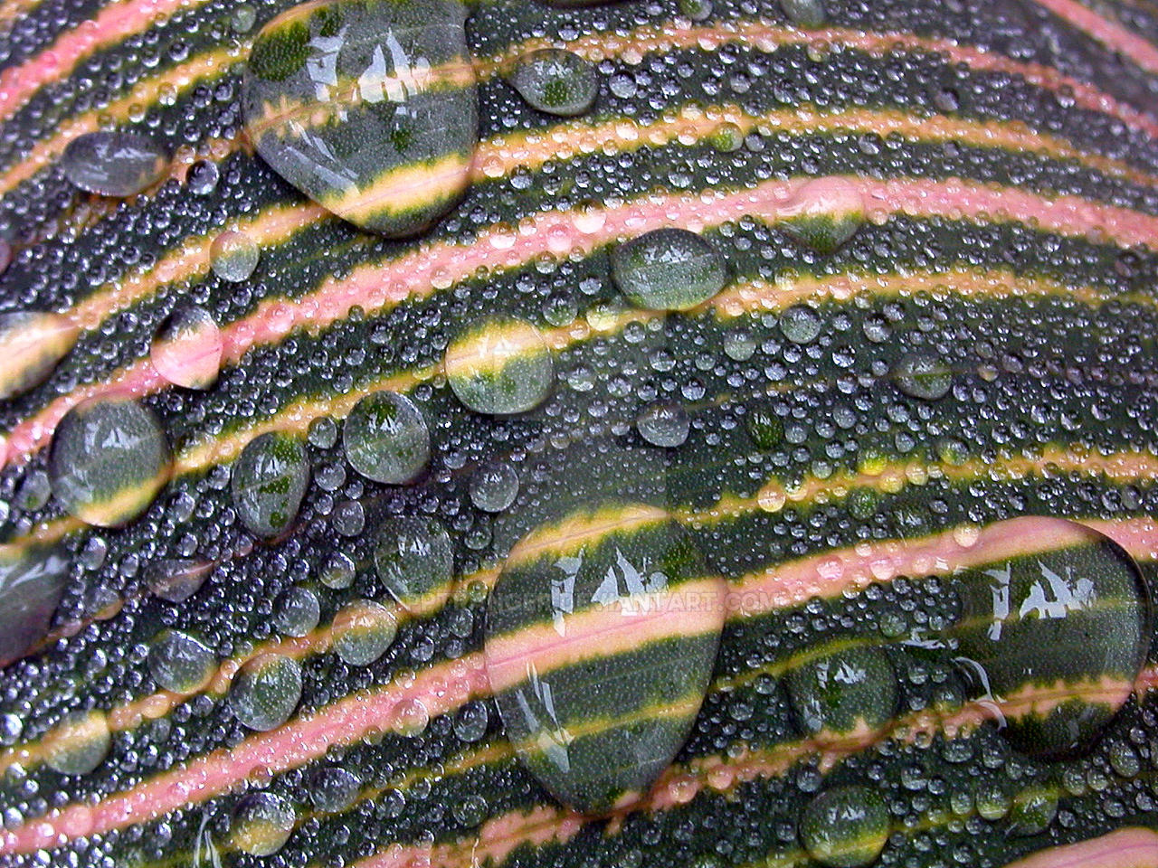 Watermelon Pathfinder Watermelon by pptranger on DeviantArt