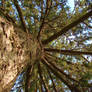 radial branches