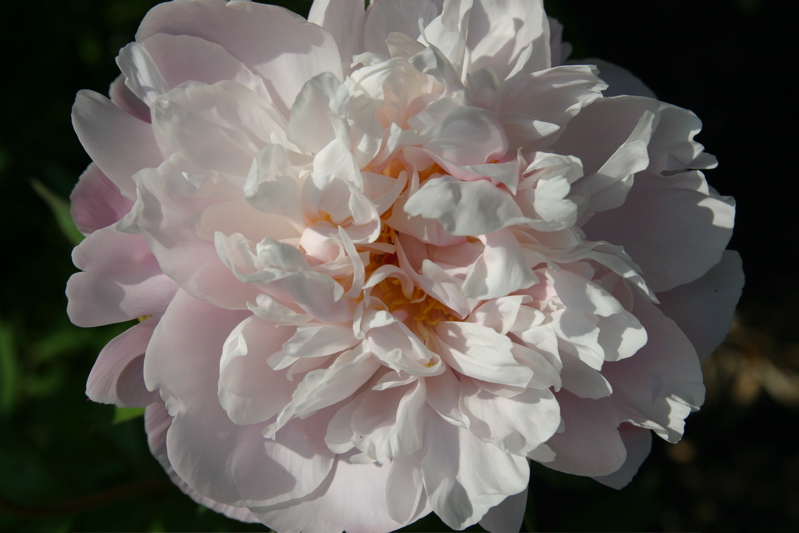 Peony