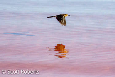 Bird in Flight