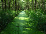 greeen by ciabox
