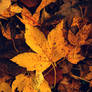 Autumn IV