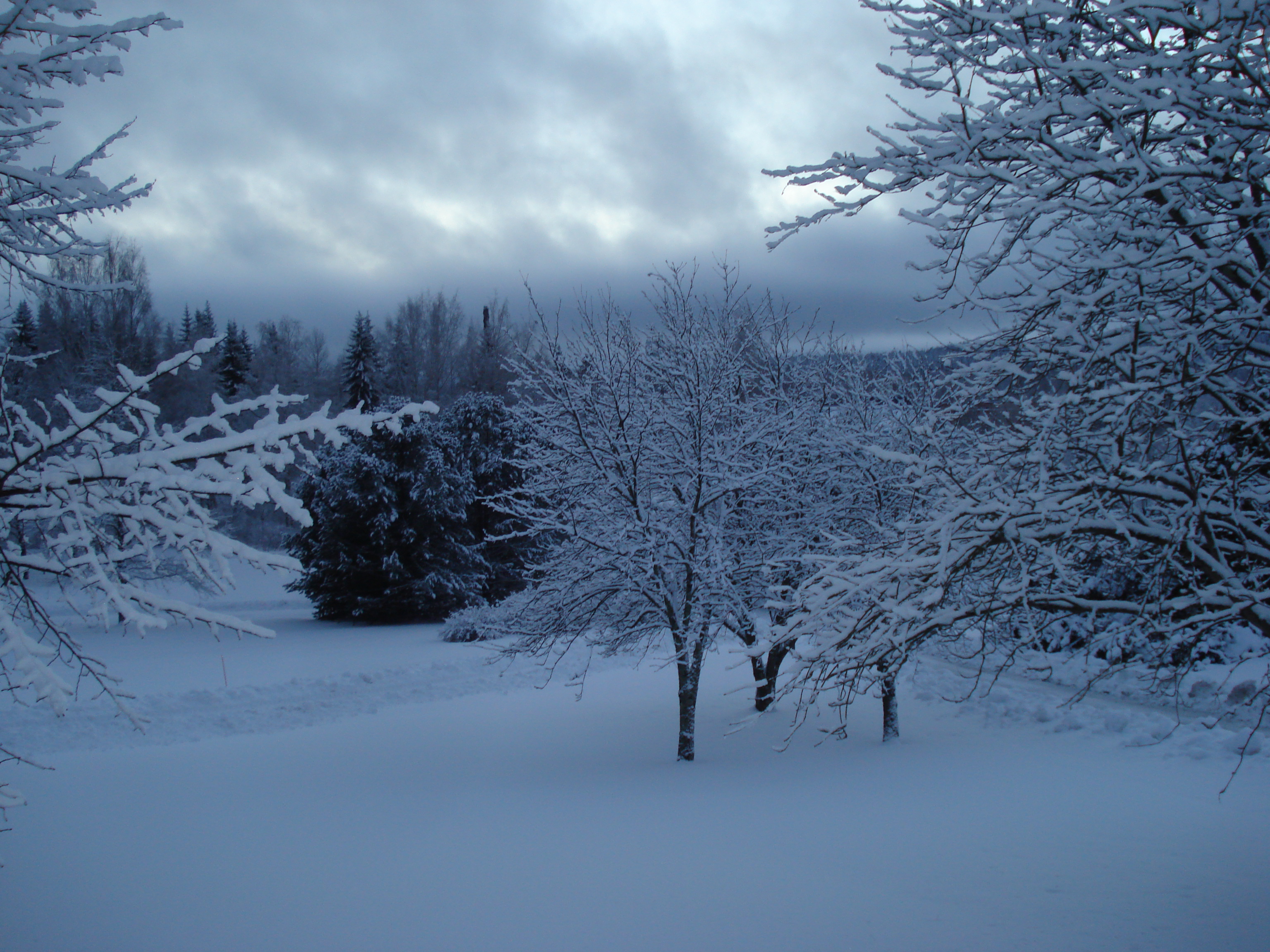 Winter landscape