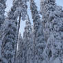 Trees, snow.