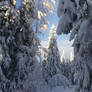 Winter forest...