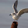 Gull-billed tern