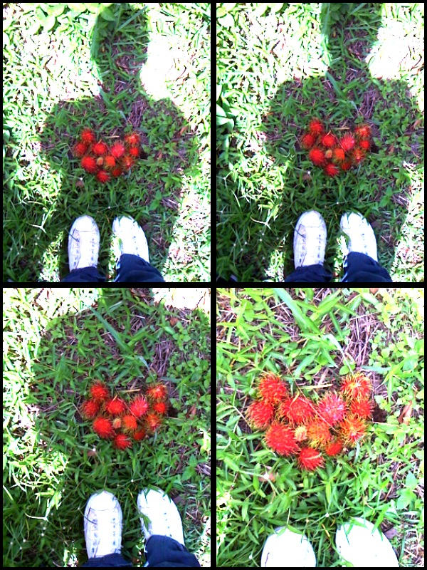 I heart.. Rambutan by peppamintz on DeviantArt