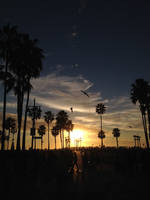 Venice Beach 2014