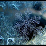 Hoar Frost 4