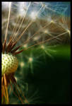 Those Summer Seeds by FramedByNature