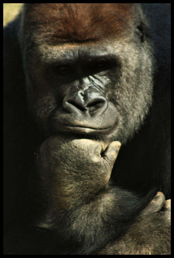 Gorilla Thoughts