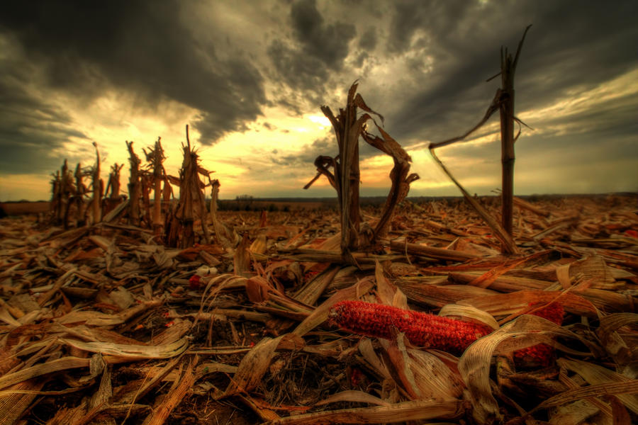 The Harvest