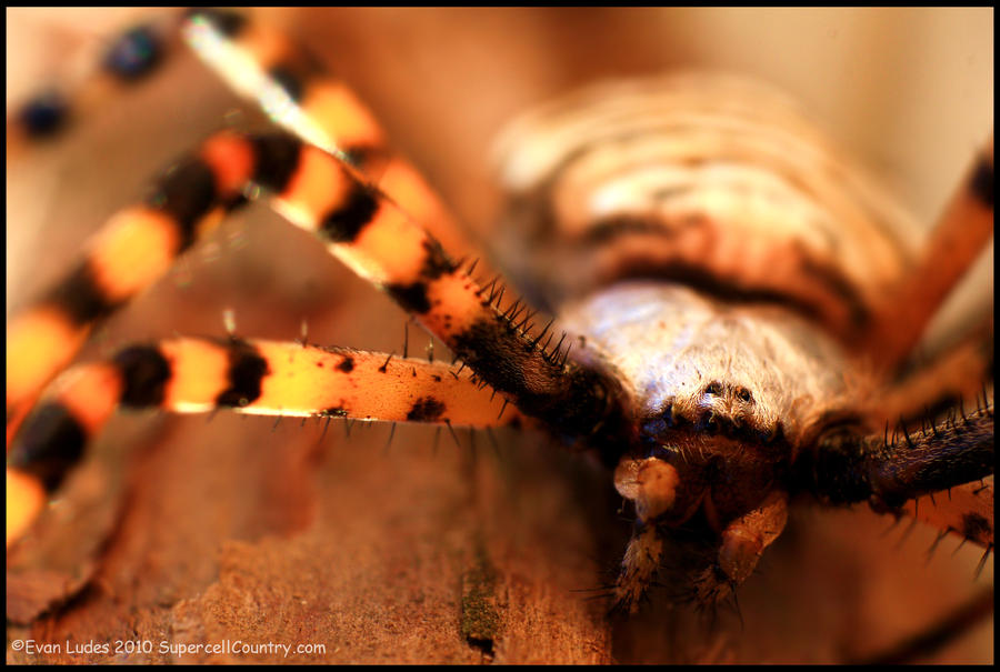 Banded Orb Weaver