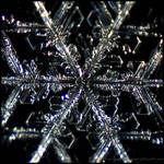 Inner Dendrite Structure by FramedByNature