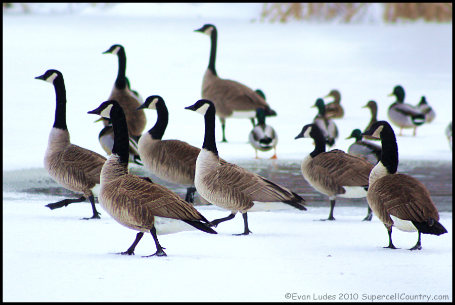 Canadian Strut