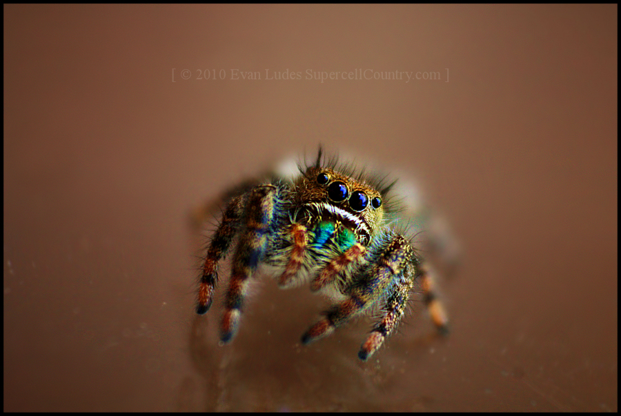 Curious Jumper II