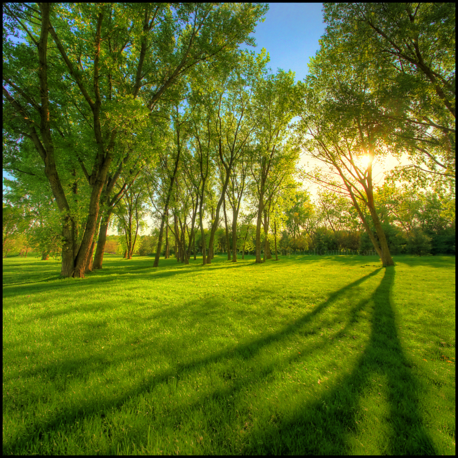 Springtime Warmth by FramedByNature