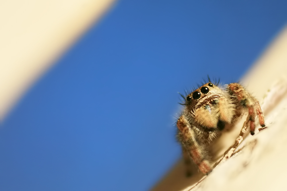 On the Fence